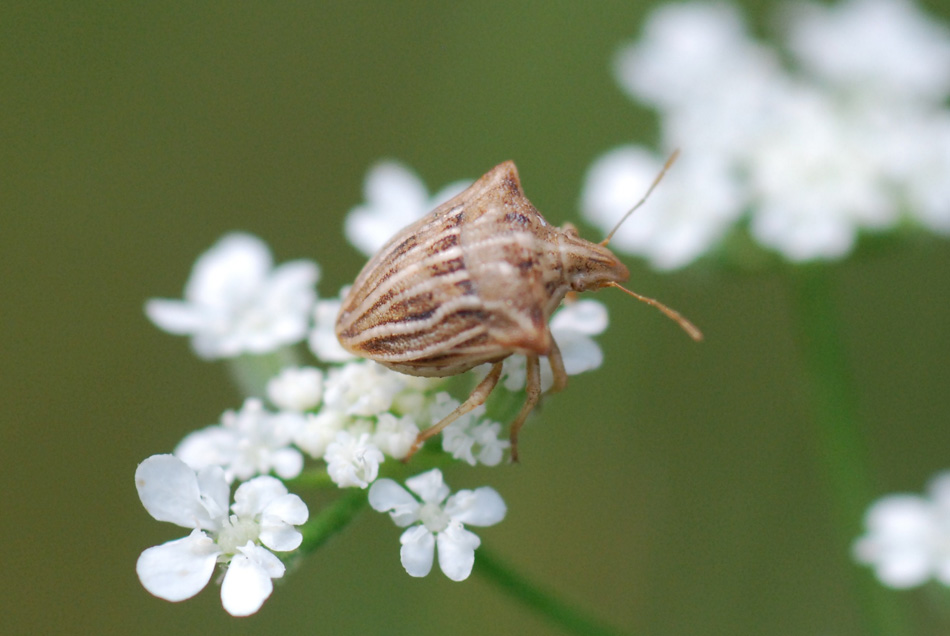 Pentatomidae: Ancyrosoma leucogrammes di Modena